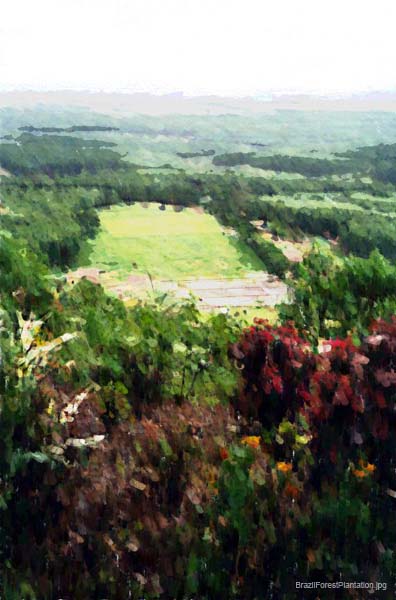 BrazilForestPlantation