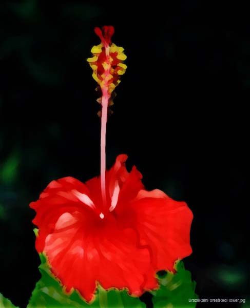 BrazilRainForestRedFlower