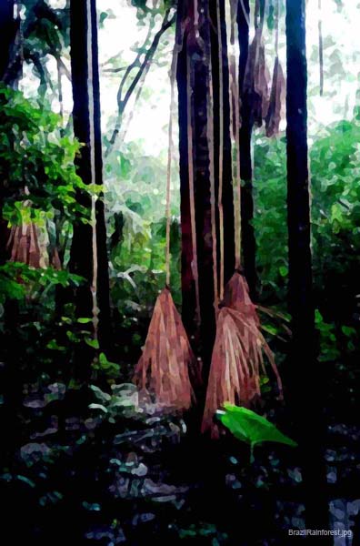 BrazilRainforest