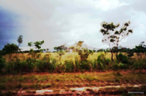 BrazilSavanna