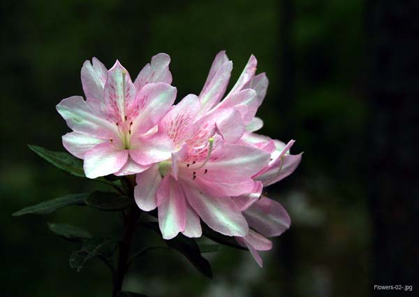 Flowers-02-