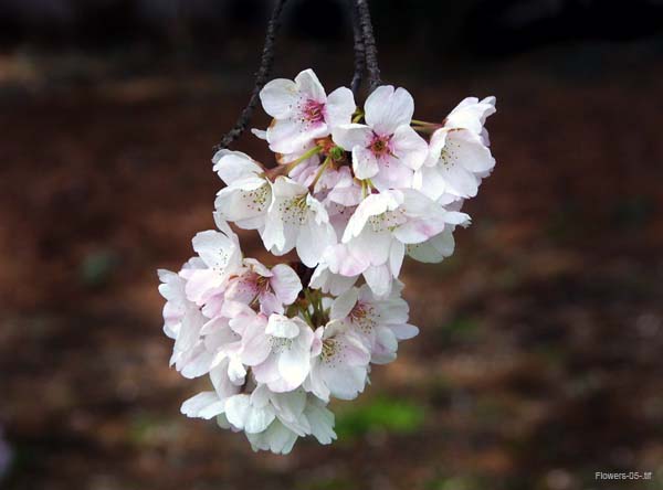 Flowers-05-