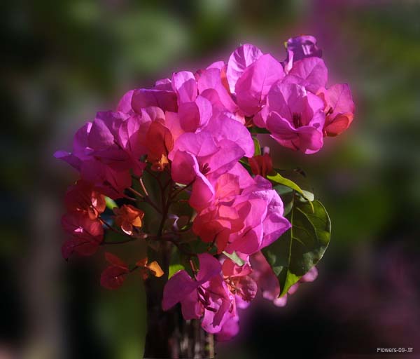 Flowers-09-