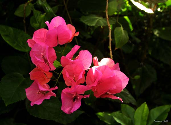 Flowers-13-