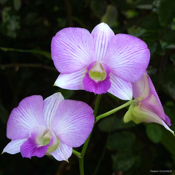 Flowers-19-Orchid