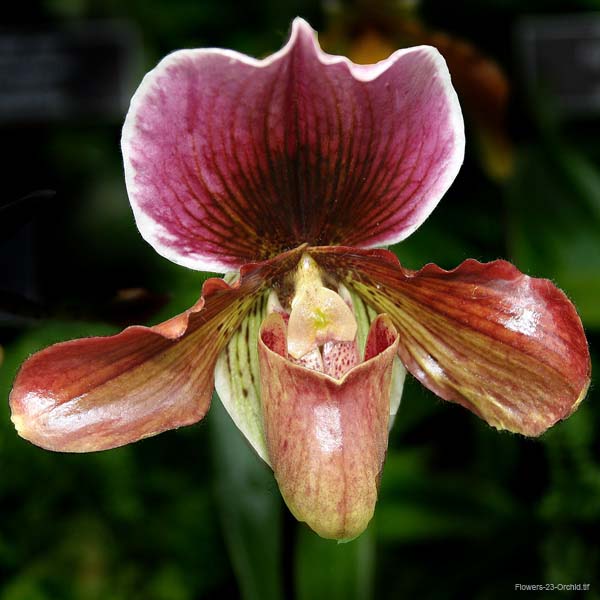 Flowers-23-Orchid