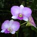 Flowers-19-Orchid