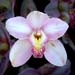 Flowers-20-Orchid