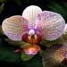 Flowers-22-Orchid