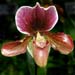 Flowers-23-Orchid