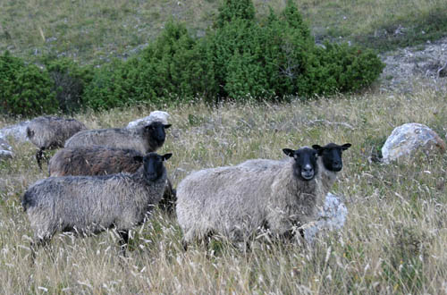 Sweden-Gotland-24-Hoburgen
