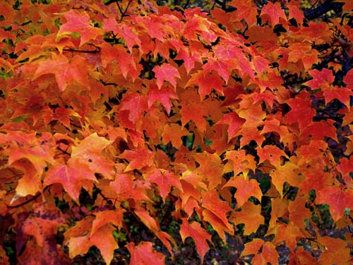 11-Vermont